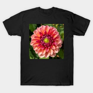 Pink / Red Dahlia Flower Closeup T-Shirt